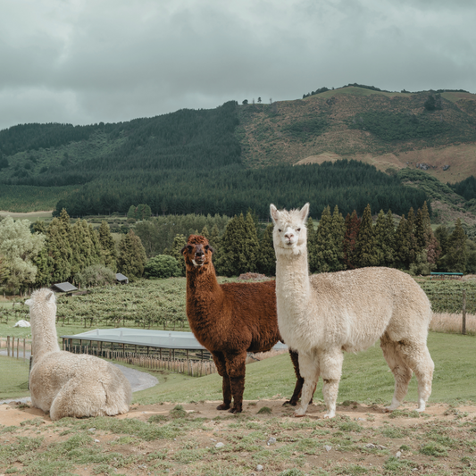 Alpaca Throws and Blankets