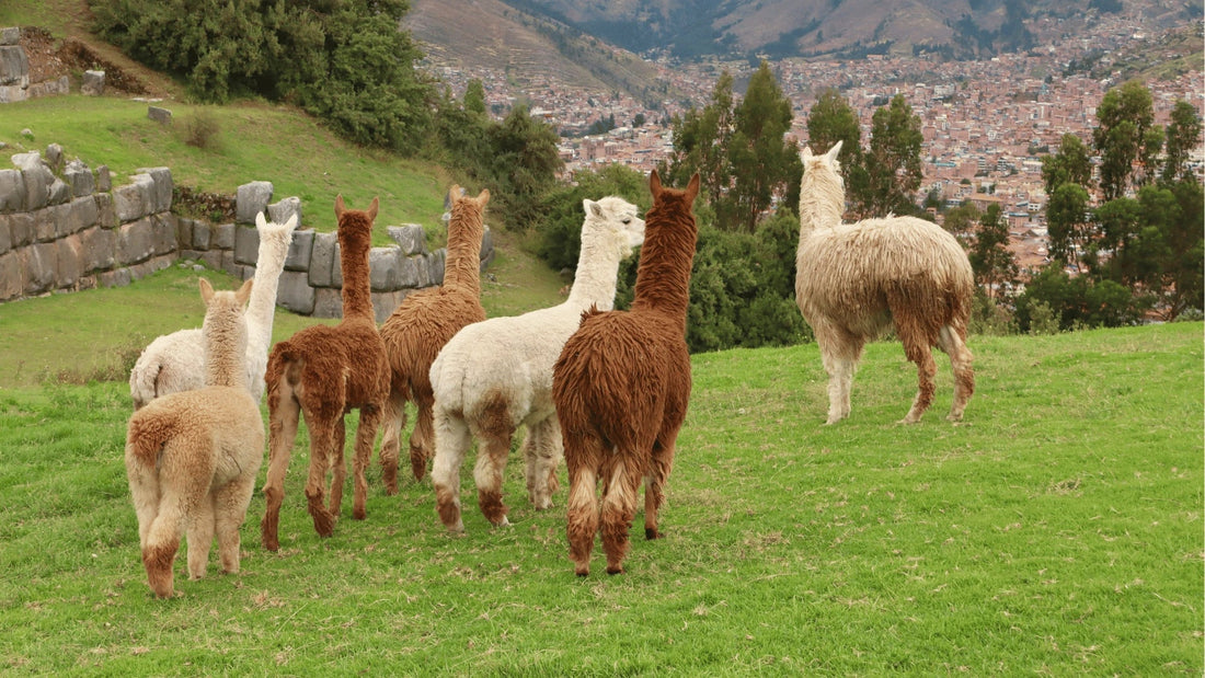 Where Peruvian tradition meets modern comfort, discover Cardoon Studio’s alpaca throws and blankets. Learn about the unique benefits of alpaca fibre, the communities behind each piece, wellbeing rituals, and how to care for your blanket.