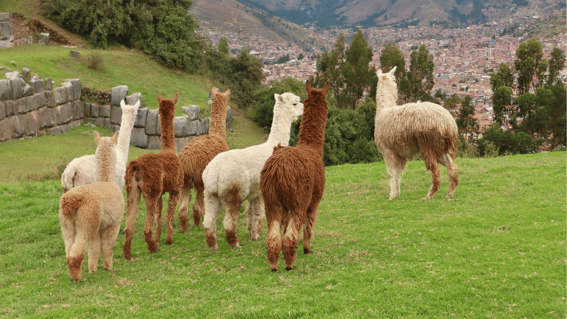 Where Peruvian tradition meets modern comfort, discover Cardoon Studio’s alpaca throws and blankets. Learn about the unique benefits of alpaca fibre, the communities behind each piece, wellbeing rituals, and how to care for your blanket.