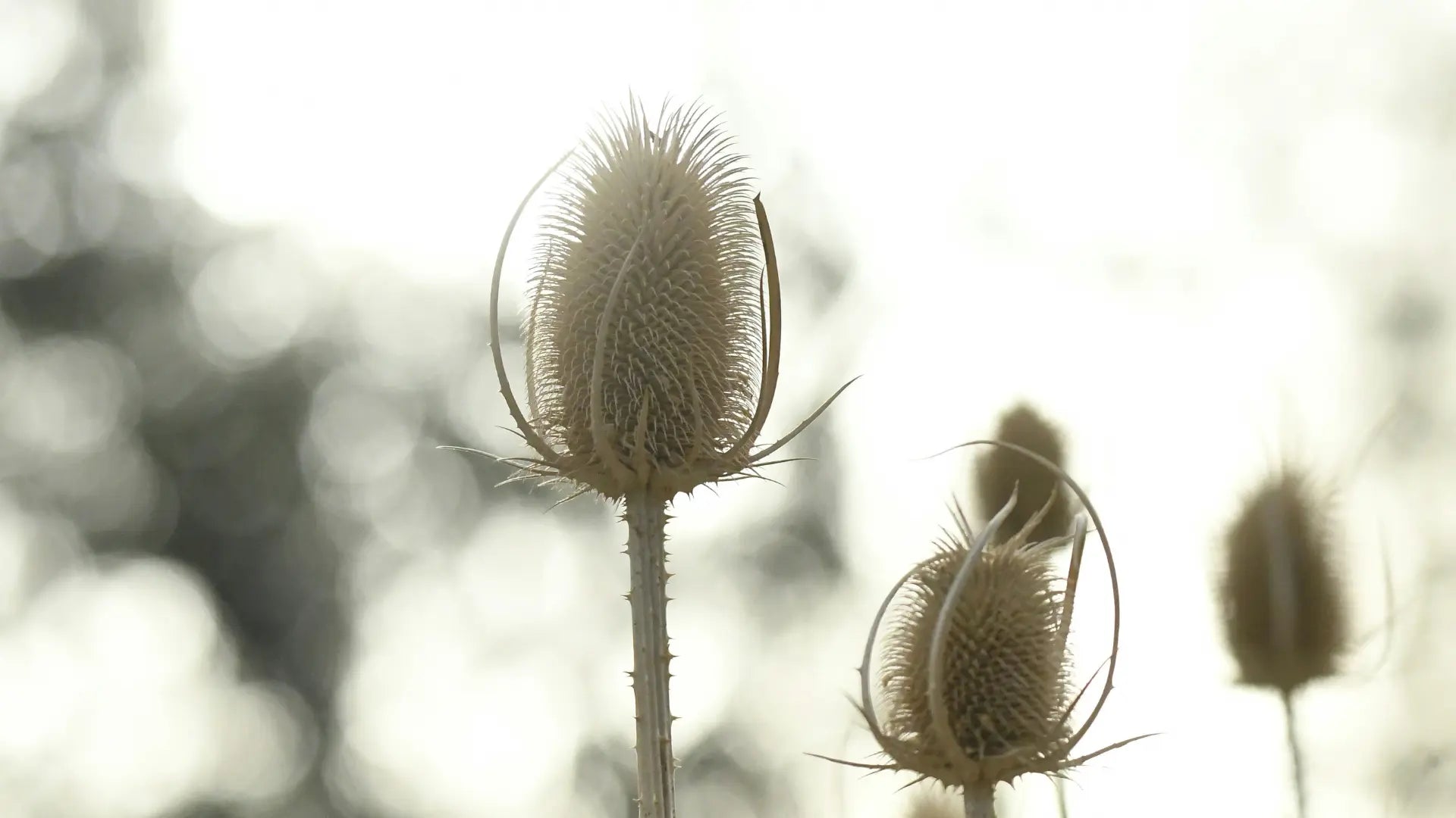 Three dried teasel flower heads on stems, photographed outdoors against a bright, heavily blurred natural background.