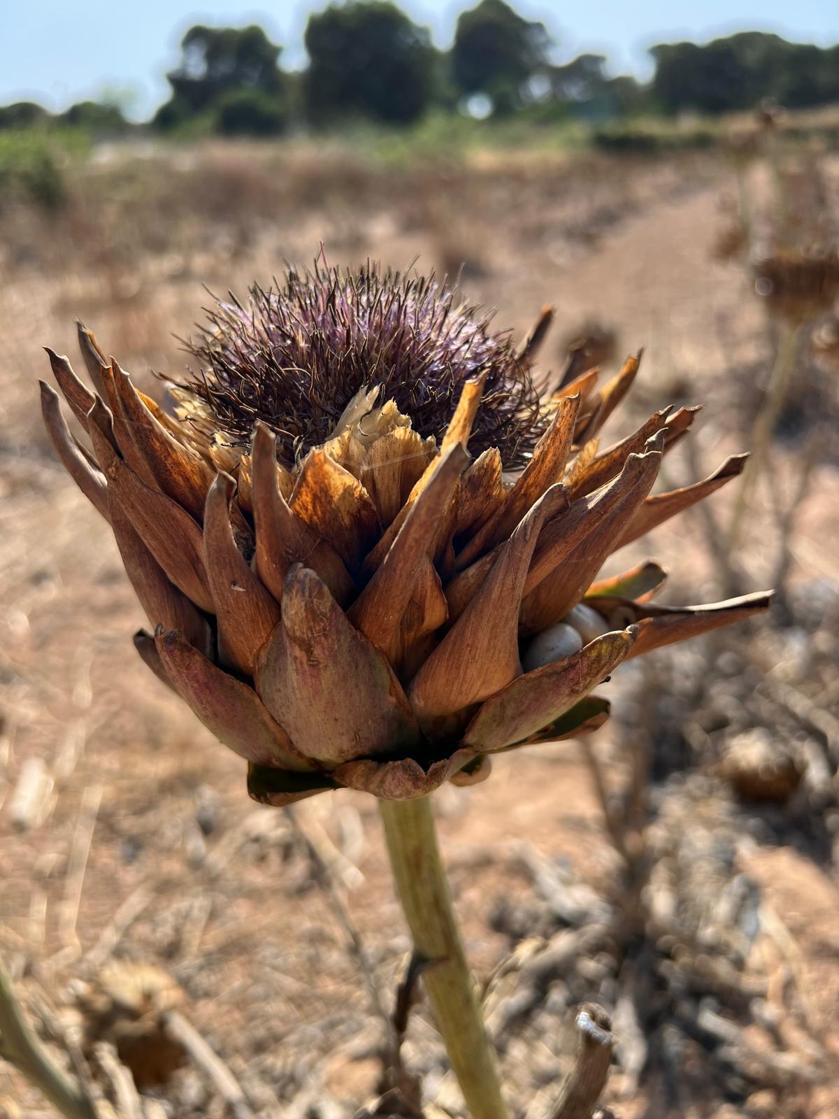 A cardoon flower with a spiky purple centre and brown petals in a field.
