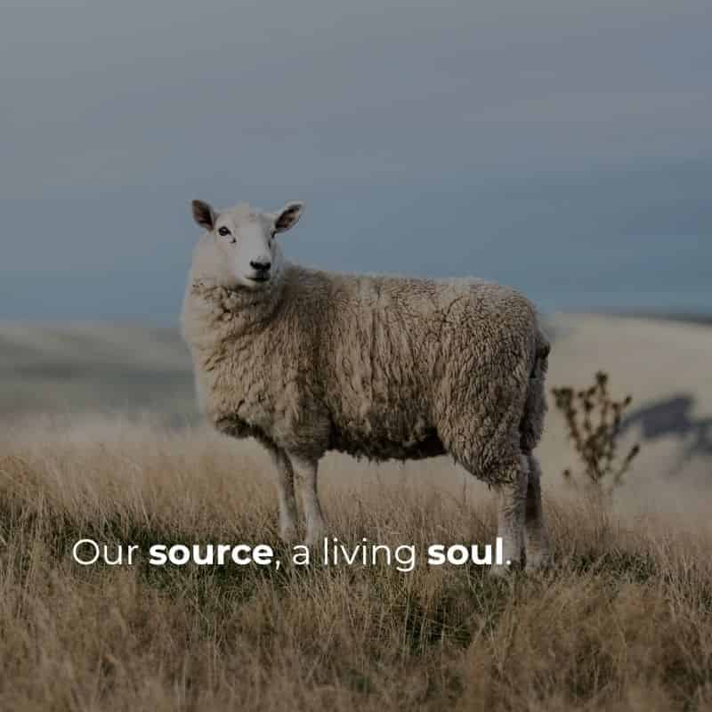 Materials like a wool sheep, representing Cardoon Studio ethos - natural materials matter. 